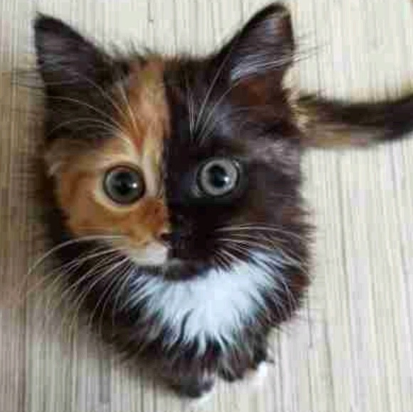 kittenloo